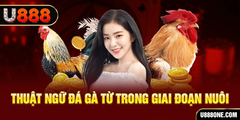 bet 789 xổ số miền bắc 90 ngày